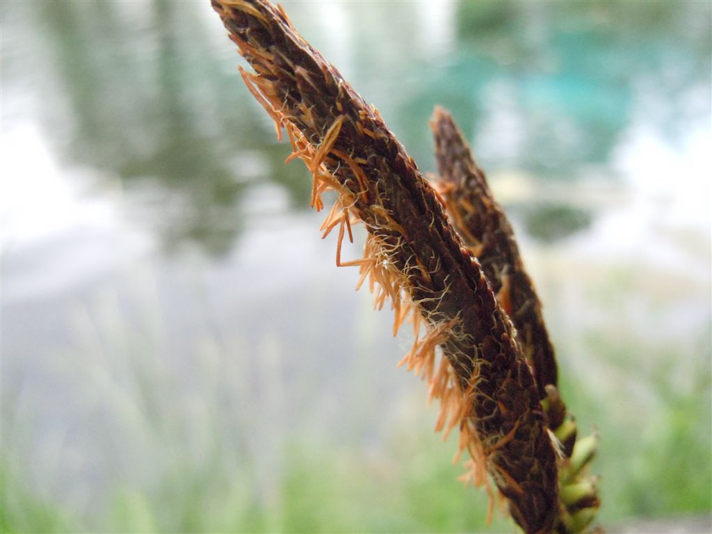 Carex pendula